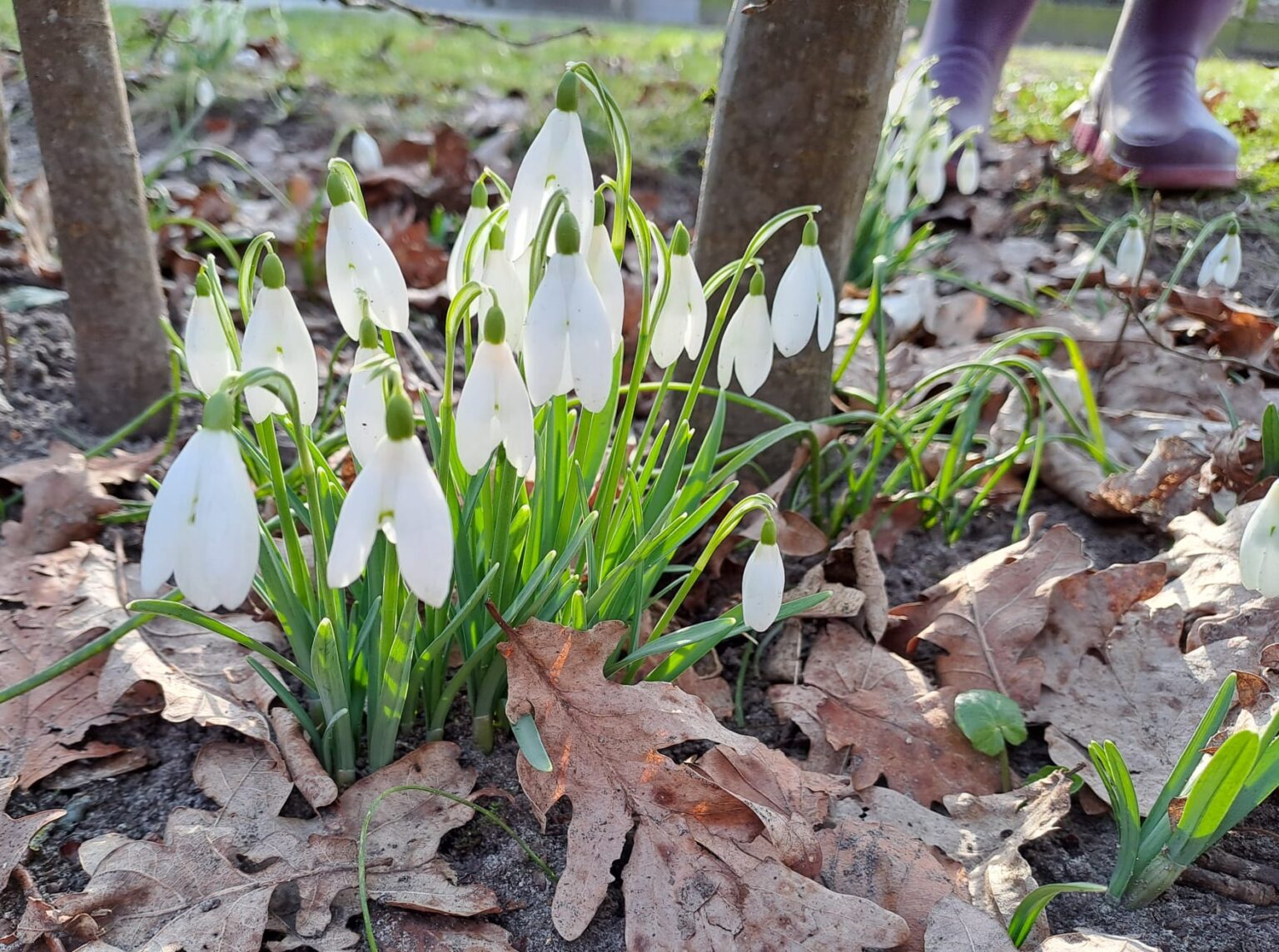 Foto bloemetjes Oudemirdum