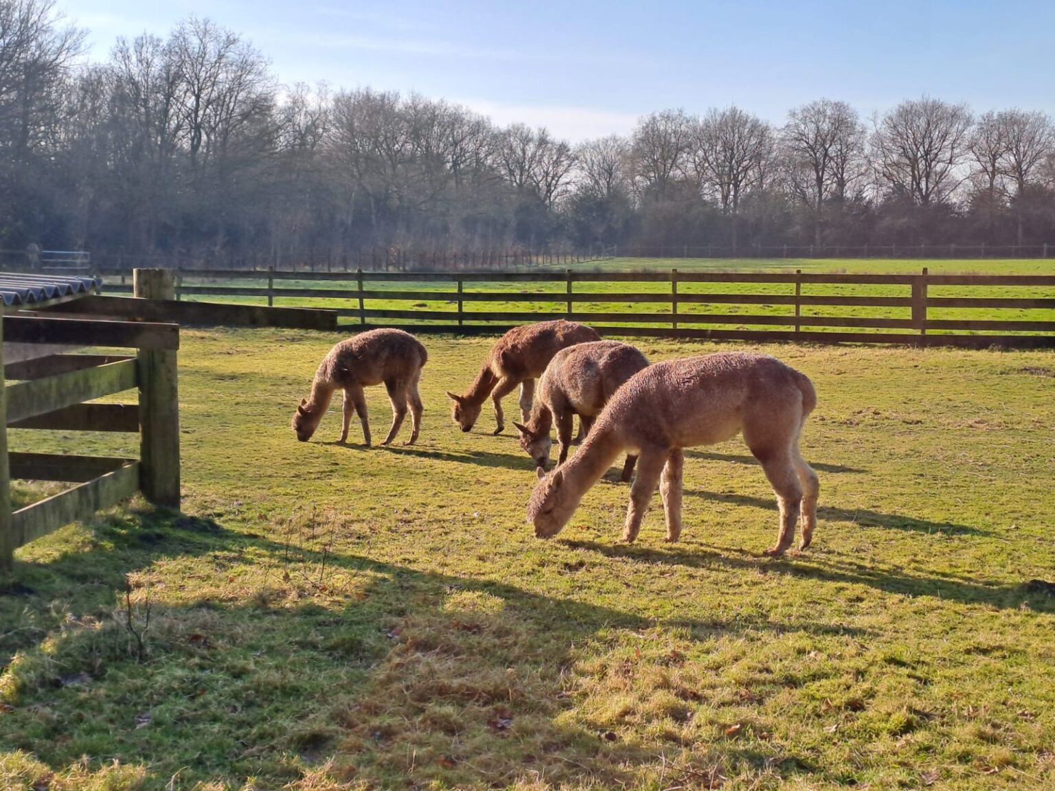 Foto dieren 1 Oudemirdum