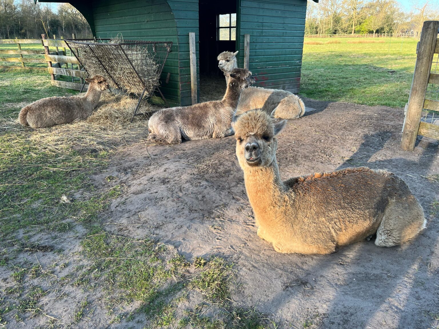 Foto dieren Oudemirdum