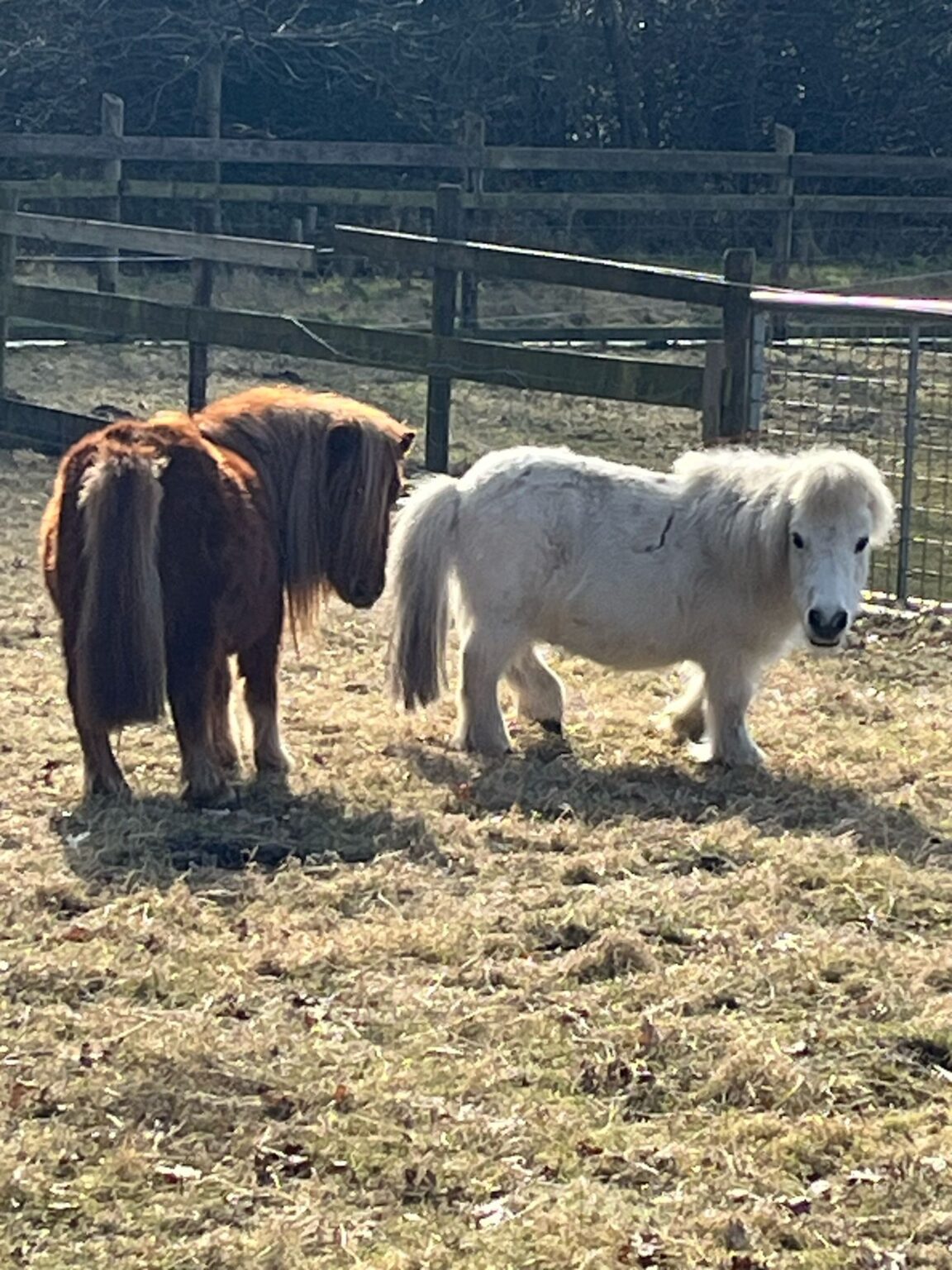 Foto paarden Oudemirdum