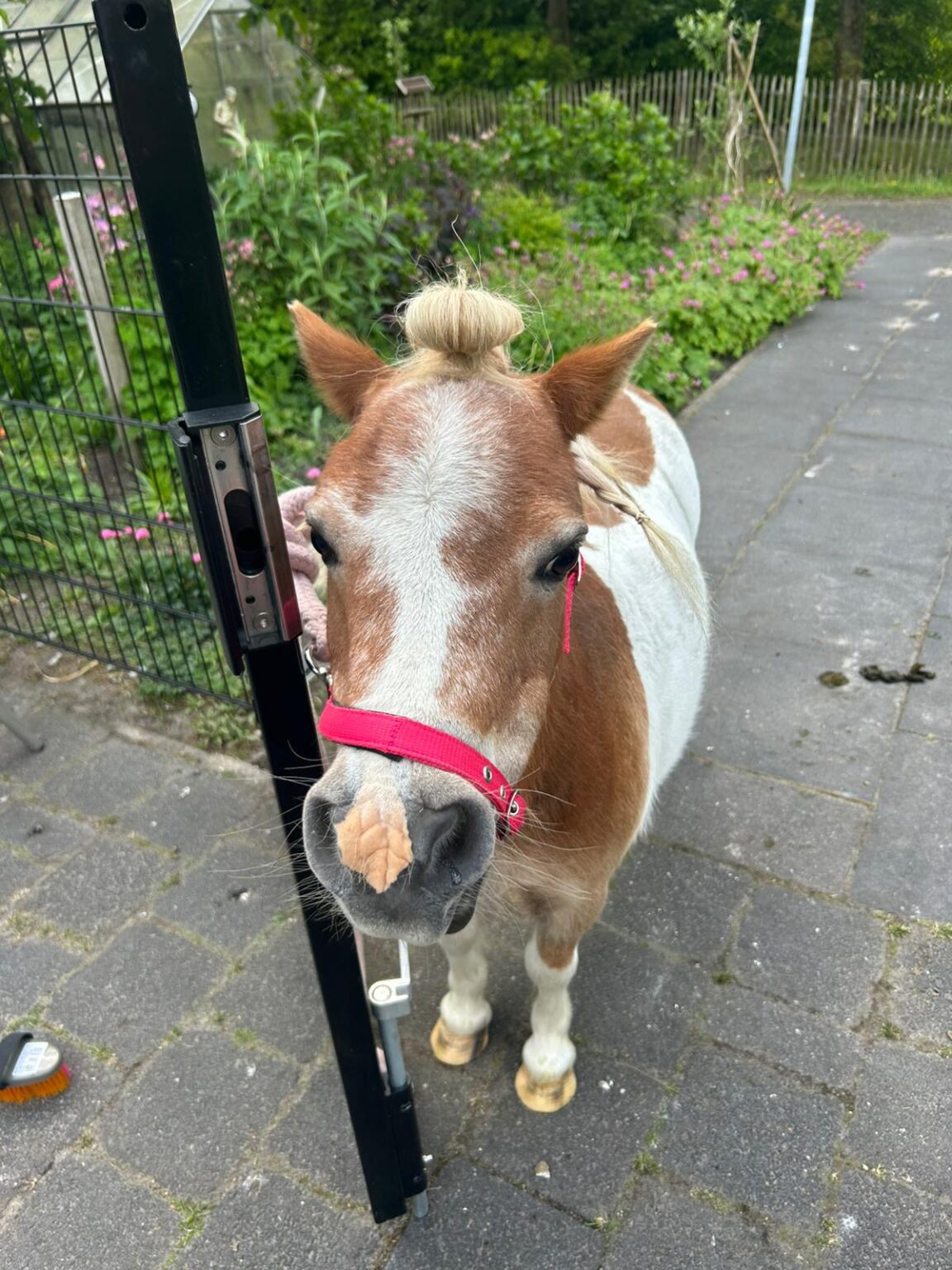 Paard de boerderij Oudehaske