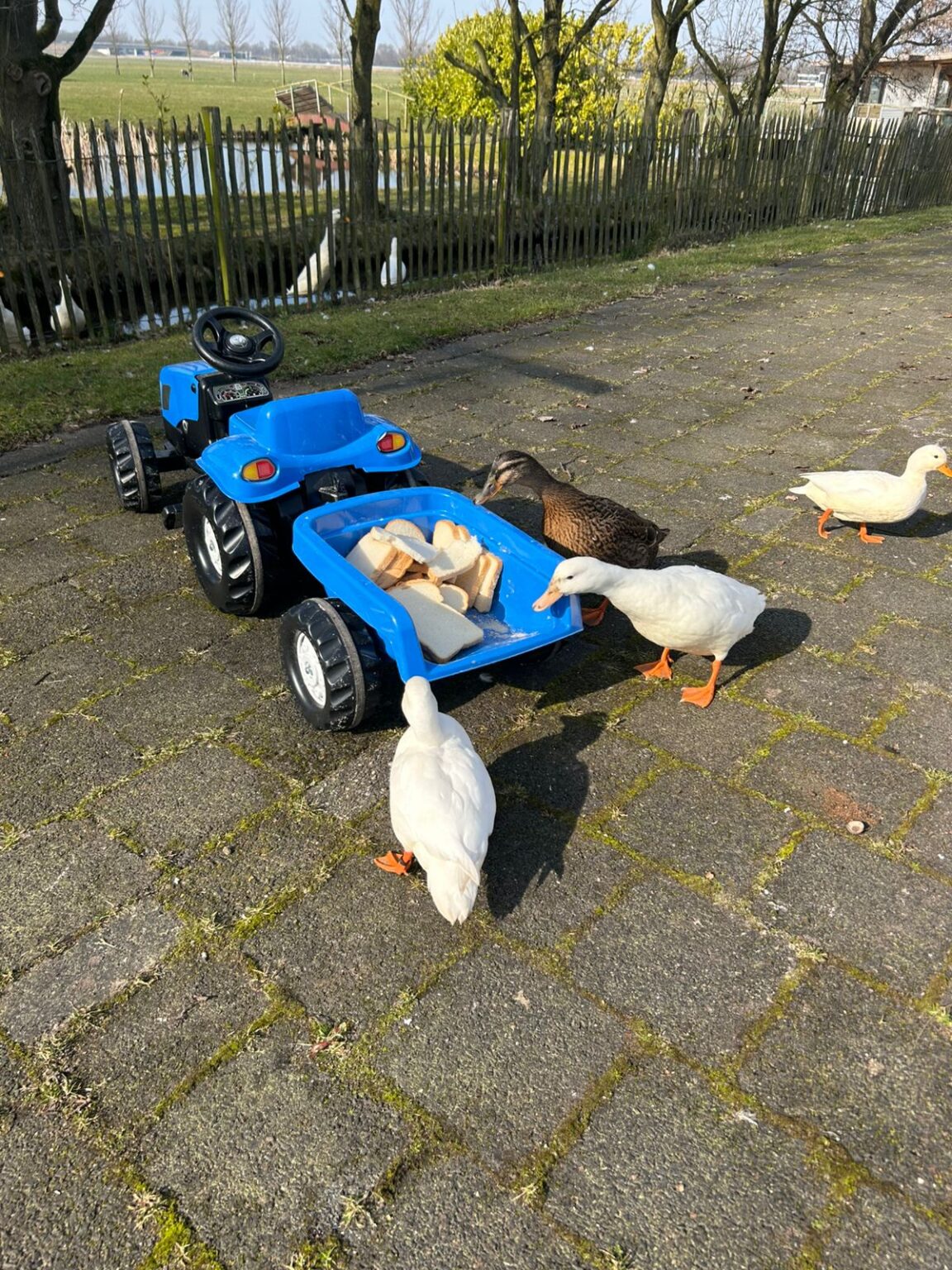blauwe tractor en eend de boerderij Oudehaske